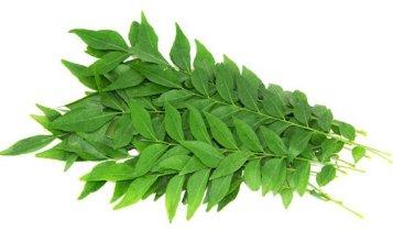 Curry Leaves - Pkt